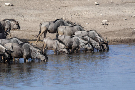 蓝角马 Connochaetes taurinus, 水坑, Etosha 国家公园的饮料, 纳米比亚