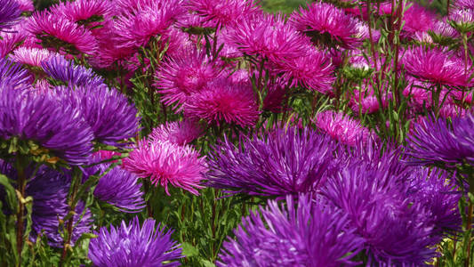 明亮的紫罗兰和红花紫苑特写, 植物背景