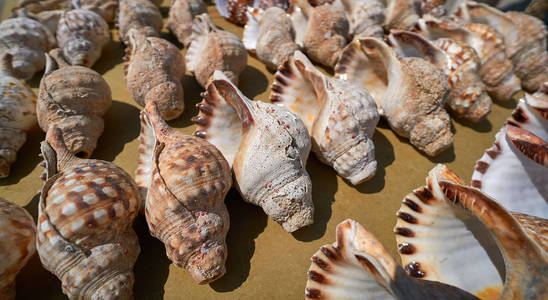 海贝壳在一列加利西亚海岸