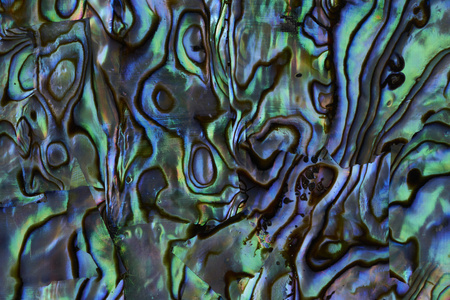 鲍鱼壳鲍鱼壳背景纹理照片