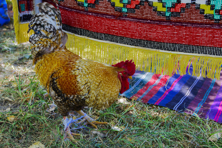 公鸡有红色的鸡冠和五彩缤纷的羽毛