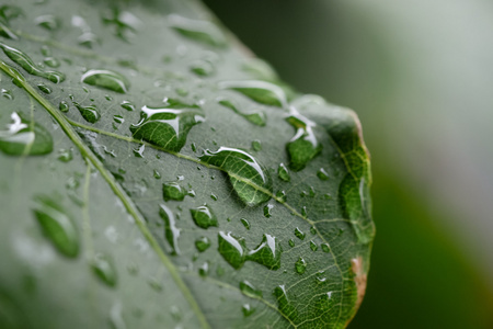 在绿色叶子上的雨滴