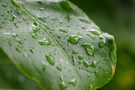 在绿色叶子上的雨滴