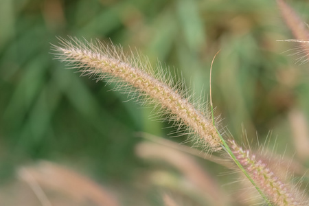 禾本科草花