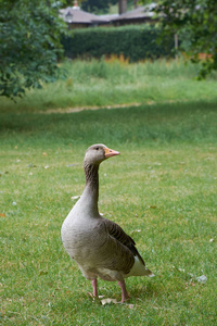 成年 greylag 鹅站在草地上