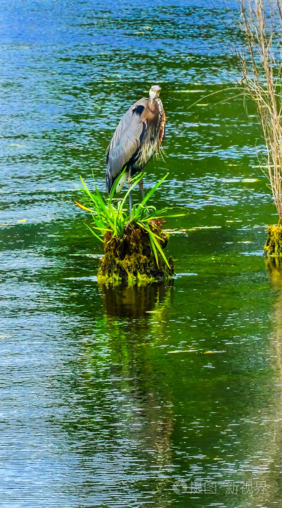 大蓝鹭苍鹭, 胡安妮塔湾公园湖华盛顿柯克兰 washiington