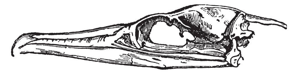 被角质物质包围的鸬鹚比尔, 老式线条画或雕刻插图
