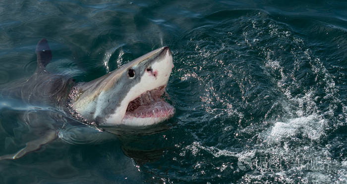 大白鲨张开嘴 (carcharodon carcharias) 在海水中攻击.