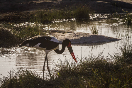 南非克鲁格国家公园的鞍嘴鹳Ciconiidae Ephippiorhynchus senegalensis 家族的钱币