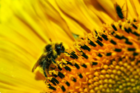 大黄蜂在夏日授粉向日葵图片
