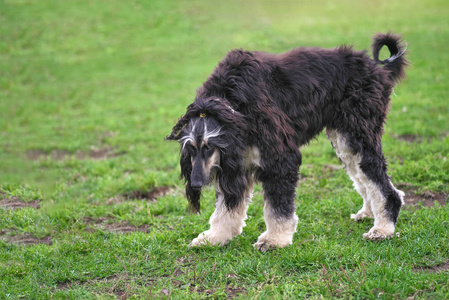 阿富汗猎犬优雅短毛狗特写照片