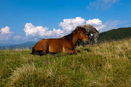 马在山上放牧, 对着蓝天白云