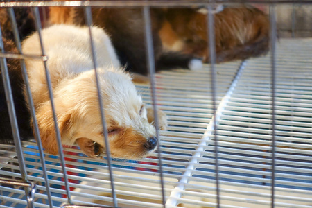 年轻的狗关在笼子里在市场照片