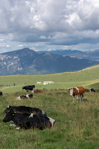 一群奶牛在草地上休息