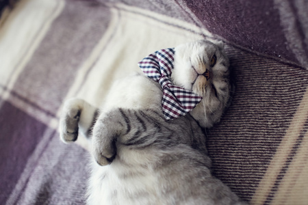 瞌睡猫格子领结图片