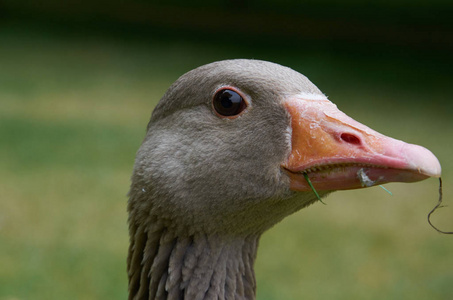 成人 greylag 鹅头特写图