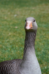 成人 greylag 鹅头特写图