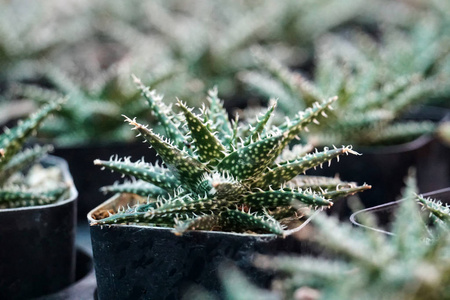 绿色仙人掌植物在花盆, 农场, 花园