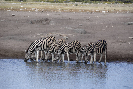 达马拉斑马群, 马 burchelli 安帝古伦, 在水坑 Etosha 国家公园, 纳米比亚饮酒