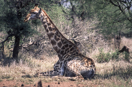 长颈鹿 Giraffa 鹿豹座, 克鲁格国家公园, 姆普马兰加, 南非