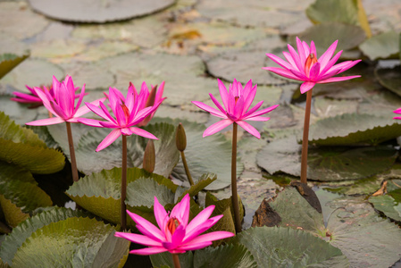 粉红色的颜色新鲜莲藕鲜花盛开