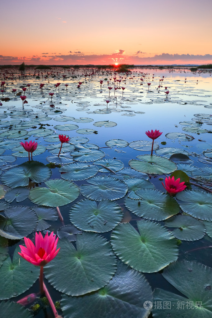 红莲花,湖农场哈恩,泰国 udon thani 的海洋