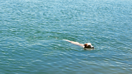 在奥瑞安, 游泳狗抓木枝