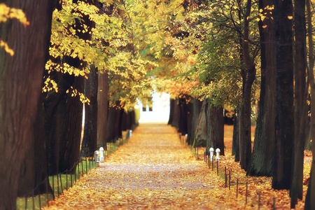 美丽的秋天风景。秋天公园的黄树, 明亮的橙色森林