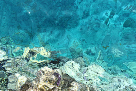 红海的珊瑚。西奈半岛