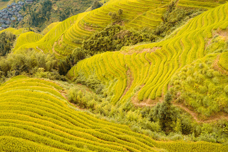 龙脊梯田