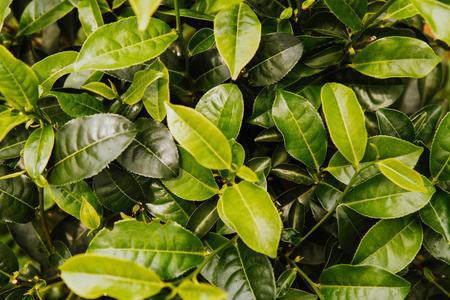 茶芽和叶子。茶叶种植园, 斯里兰卡关闭绿色背景