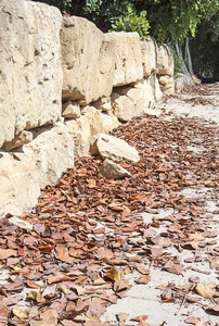 石墙和枯树叶