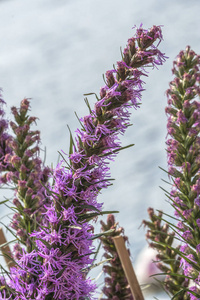 liatris 麦冬花盛开