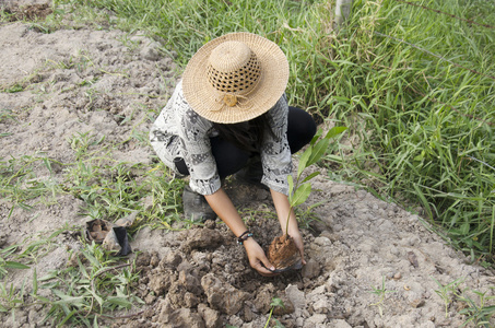 泰国女人树种植和生长在 g 孔蔬菜下降