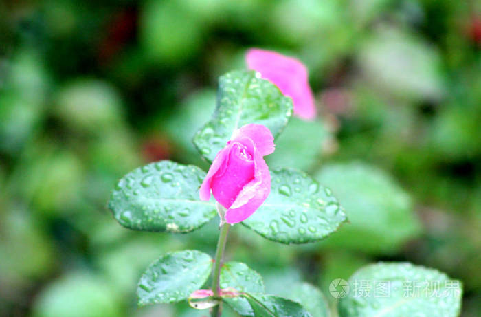 粉红色的玫瑰与雨滴在花瓣上 在花的周围 叶子也被水滴覆盖着 美丽的秋天相片为那些爱这些花的人照片 正版商用图片0susop 摄图新视界