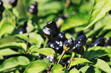 一串黑辣椒, 叫玛卡莲娜辣椒, 一朵小紫罗兰和白胡椒花, 一个阳光明媚