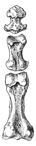 这个插图代表第二趾的指骨, 复古线画或雕刻插图