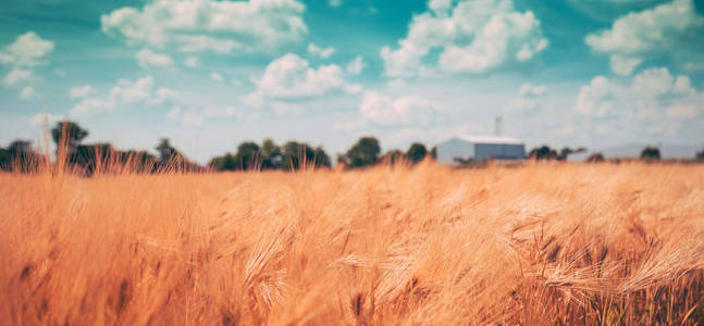 农业麦田背景下的大麦作物田图片
