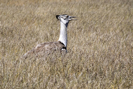 纳米比亚 Etosha 国家公园高草大鸨 Ardeotis kori 大