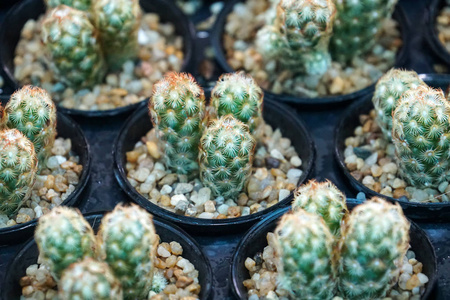 绿色仙人掌植物在花盆, 农场, 花园