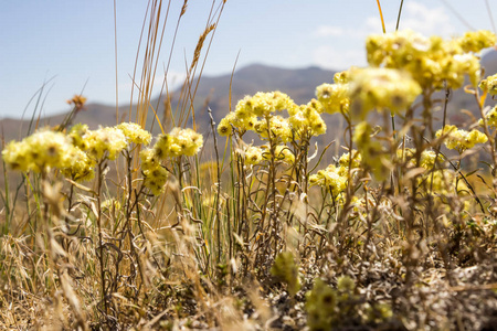 蜡菊 arenarium 的黄花也被称为矮 everlast, 黄永恒