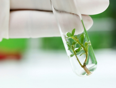 植物组织培养图片
