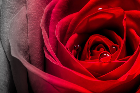 红红的玫瑰特写宏用水下降背景纹理