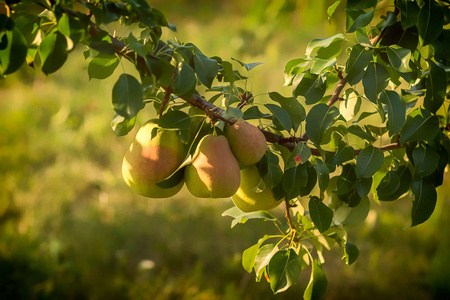 梨树上关闭图片