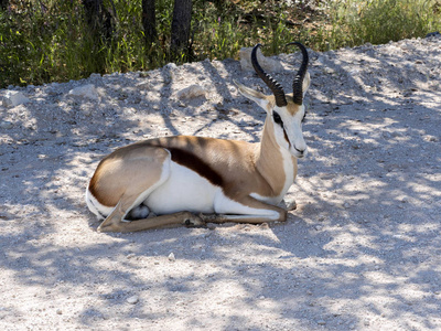 羚羊, Antidorcas marsupialis, 牧场, Etosha, 纳米比亚