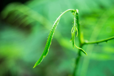 近相思臭或攀荆绿叶植物树