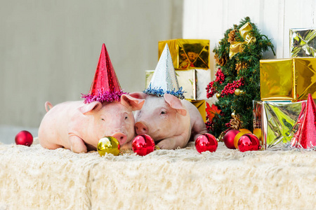 两只白猪坐在圣诞装饰品附近。可爱的小小猪, 带着滑稽的帽子在新年