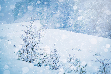 美丽的雪森林背景