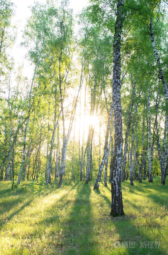 桦树树丛阳光透过树木从树干的阴影