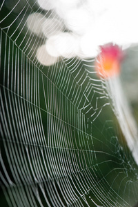 在秋天的美丽蜘蛛网